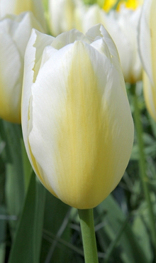 TULIPA FRANCOISE