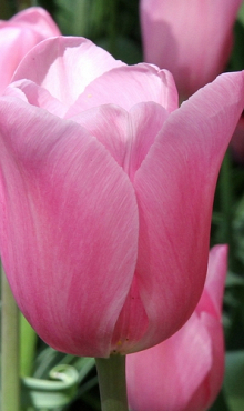 TULIPA MISTRESS