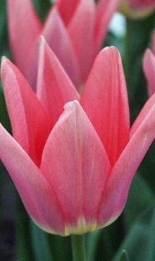 TULIPA NEPER