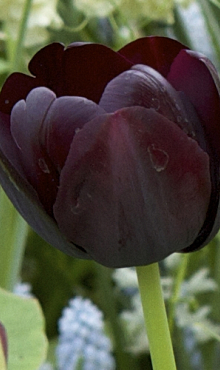 TULIPA PAUL SCHERER