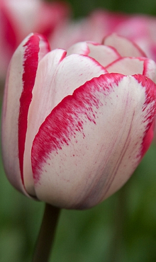 TULIPA PLAYGIRL