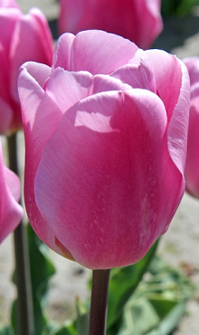 TULIPA SYNAEDA AMOR