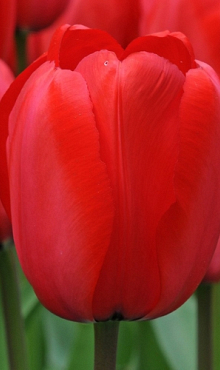 TULIPA RED IMPRESSION