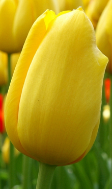 TULIPA BIG SMILE