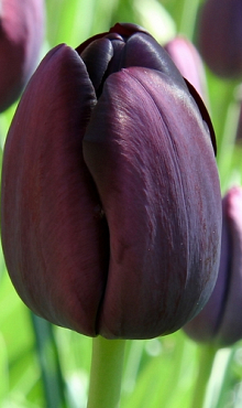 TULIPA QUEEN OF NIGHT