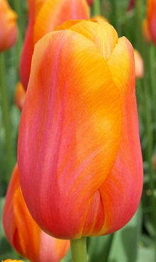 TULIPA DORDOGNE