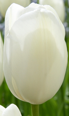 TULIPA MAUREEN