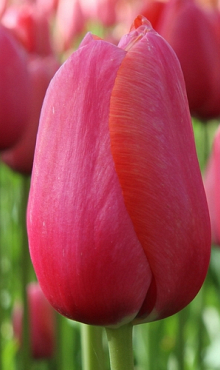 TULIPA RENOWN