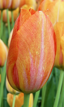 TULIPA RHAPSODY OF SMILES