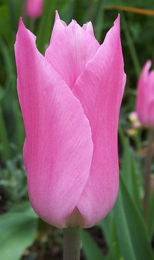 TULIPA MARIETTE