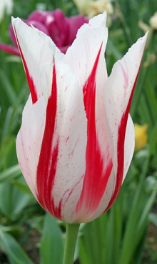 TULIPA MARILYN