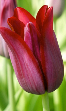 TULIPA MERLOT