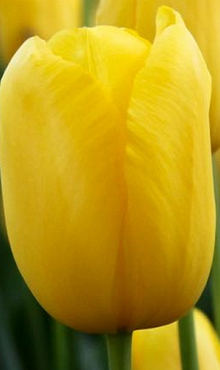 TULIPA MUSCADET