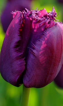 TULIPA CURLY SUE