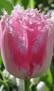 TULIPA FANCY FRILLS