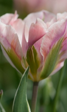 TULIPA CHINA TOWN