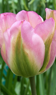 TULIPA GROENLAND