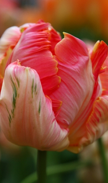 TULIPA APRICOT PARROT