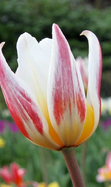 TULIPA ICE STICK