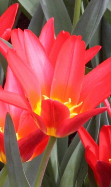 TULIPA SCARLET BABY