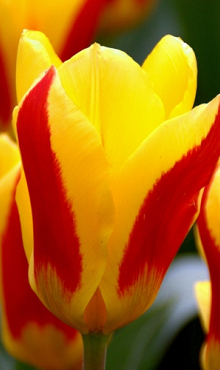 TULIPA STRESA