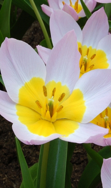 TULIPA BAKERI LILAC WONDER