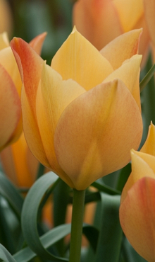 TULIPA BATALINII BRIGHT GEM
