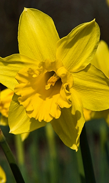 NARCISSUS STANDARD VALUE