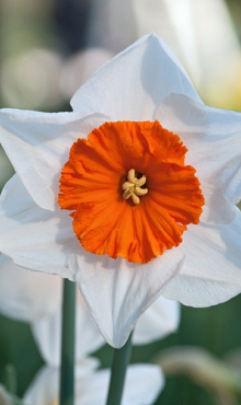 NARCISSUS BELLA VISTA