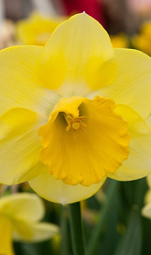 NARCISSUS CAIRNGORM