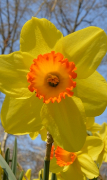 NARCISSUS RED DEVON