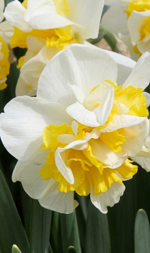 NARCISSUS WESTWARD