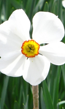 NARCISSUS ACTAEA