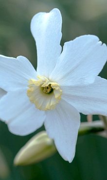 NARCISSUS POLAR ICE