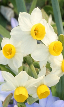 NARCISSUS CANALICULATUS