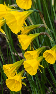 NARCISSUS GOLDEN BELLS