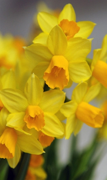 NARCISSUS JETFIRE