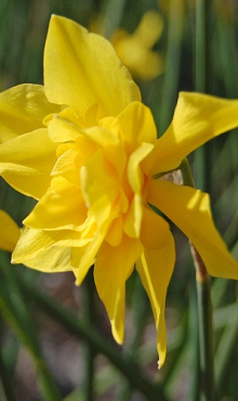 NARCISSUS ODORUS PLENUS