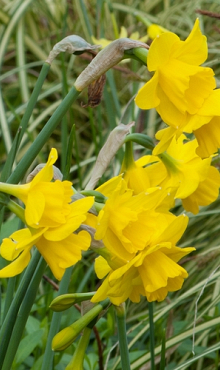 NARCISSUS QUAIL