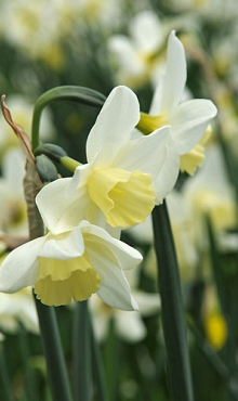 NARCISSUS SAILBOAT