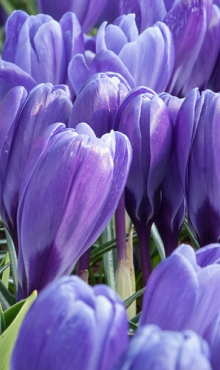 CROCUS GRAND MAITRE