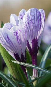 CROCUS PICKWICK