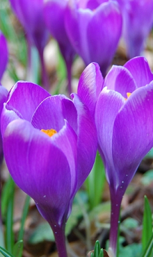 CROCUS REMEMBRANCE