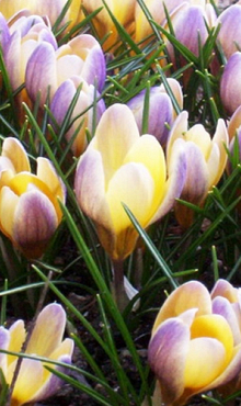 CROCUS SPECIE CHR. ADVANCE