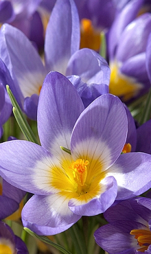 CROCUS SPECIE SIEBERI TRICOLOR