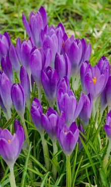 CROCUS SPECIE TOM. BARR'S PURPLE