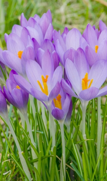 CROCUS SPECIE TOM. WHITEWELL PURPLE