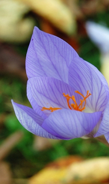 CROCUS SATIVUS