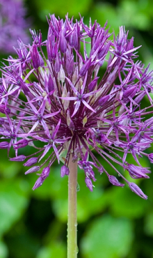 ALLIUM PURPLE RAIN