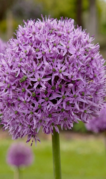 ALLIUM GLADIATOR